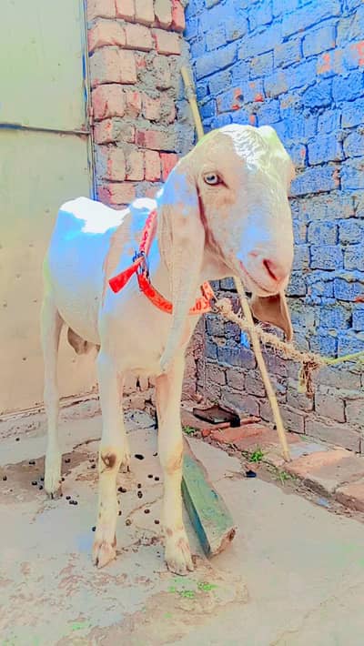 urgent sale karnna ha keera Bakra nasal deasi ha