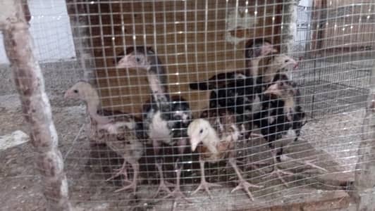 bast quality chicks aseel lakha