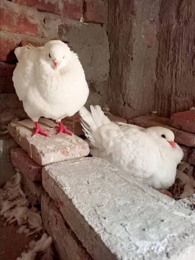 King pigeon Kabutar