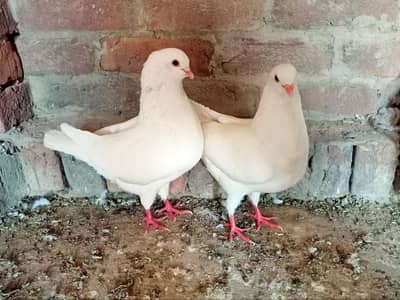 King pigeon Kabutar