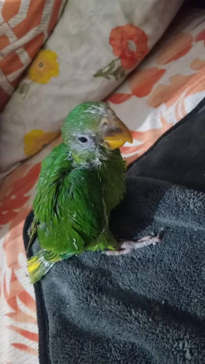 green parrot chicks for sale
