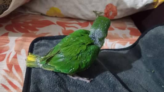 green parrot chicks for sale