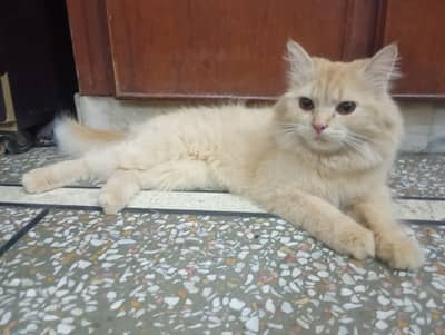 Persian female cat for sale
