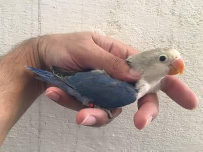 blue fischeri | Green Euwing opaline | creamino // opaline