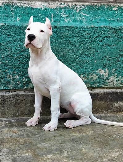 RARE BREED DOGO ARJINTINO PUPPY FOR SALE