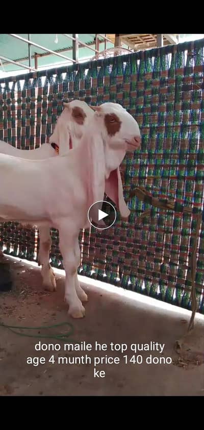Masha Allah top quality gulabi maile