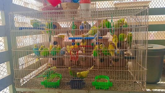 parrot for sale