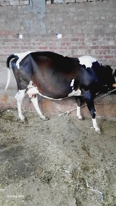 Friesian Cross Cow