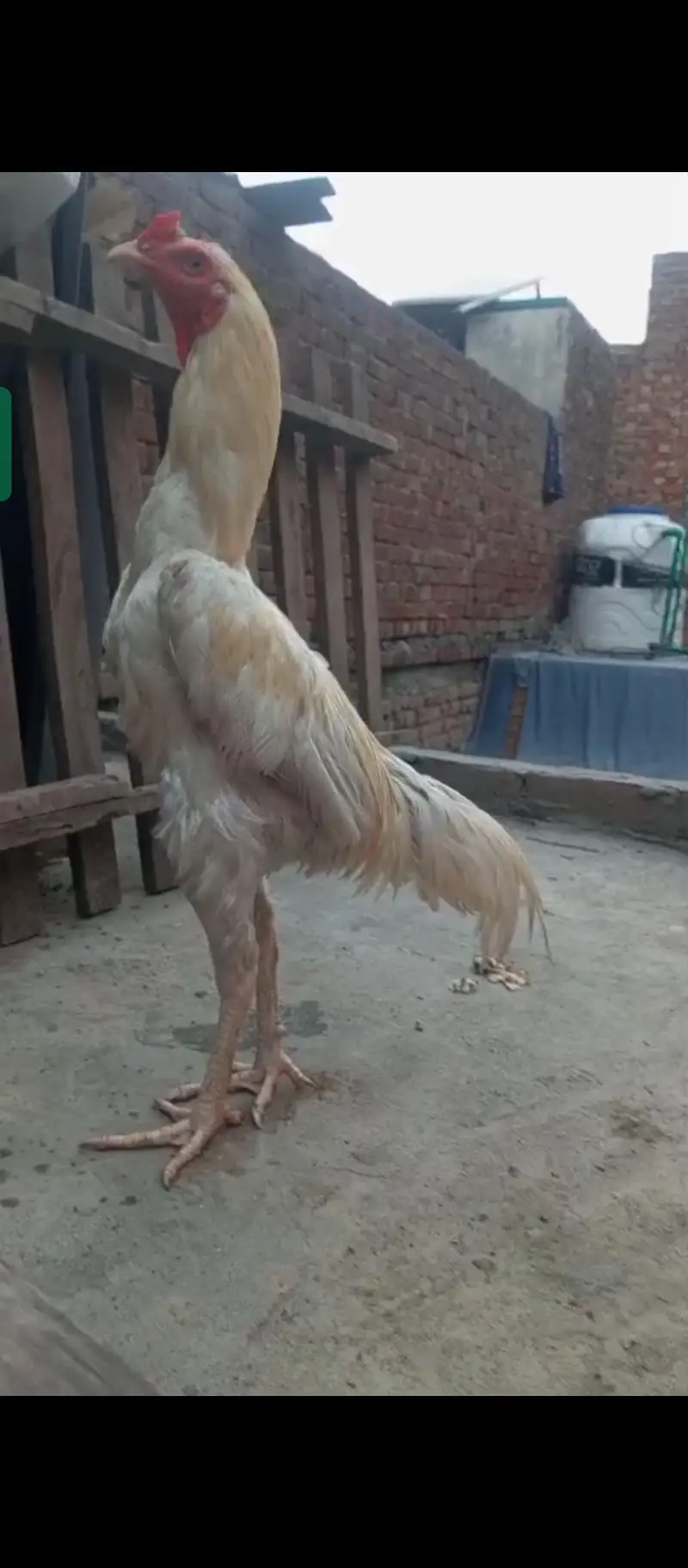 Hirra male for sale