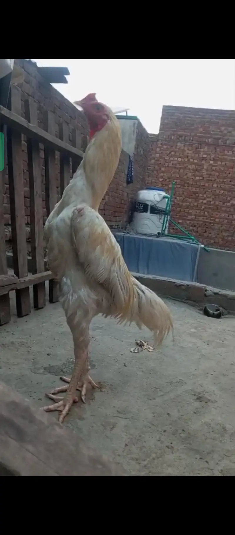 Hirra male for sale — photo 2