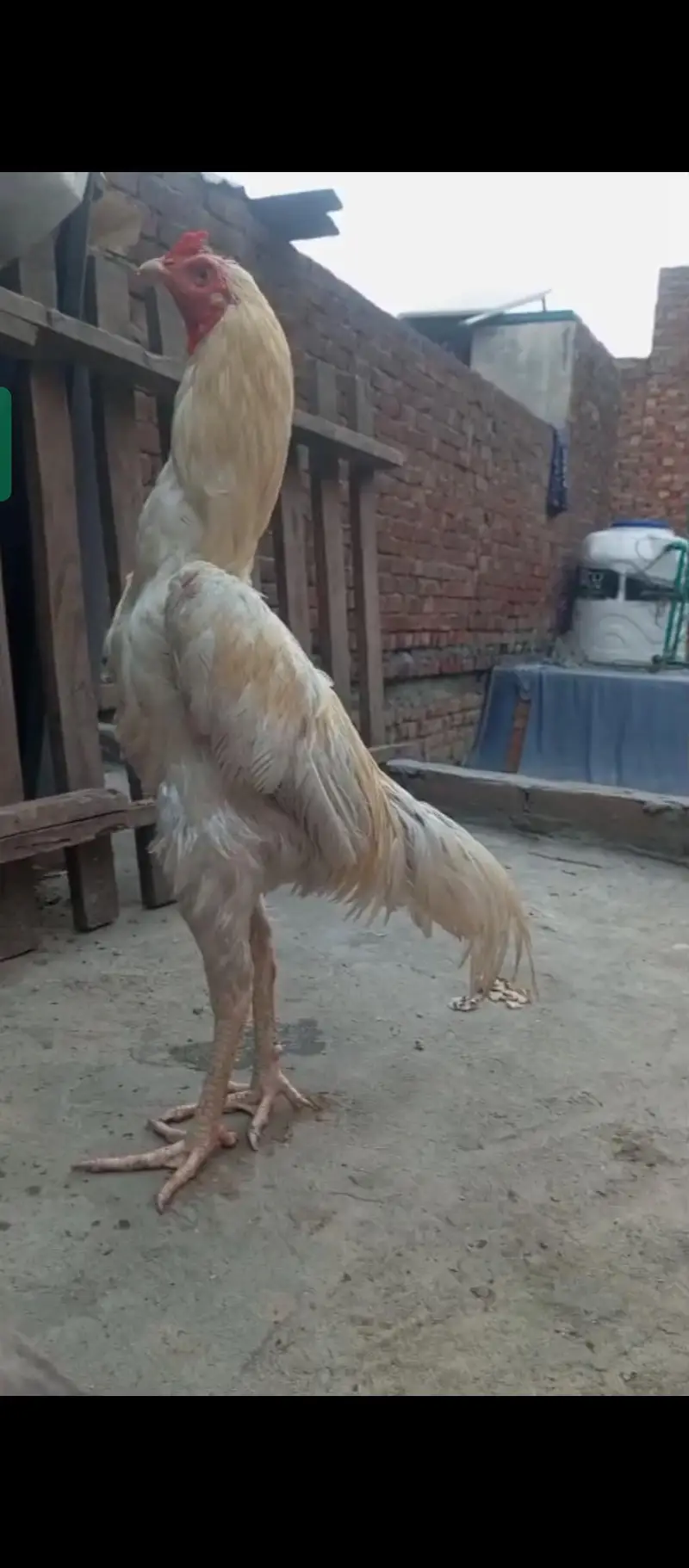 Hirra male for sale — photo 3