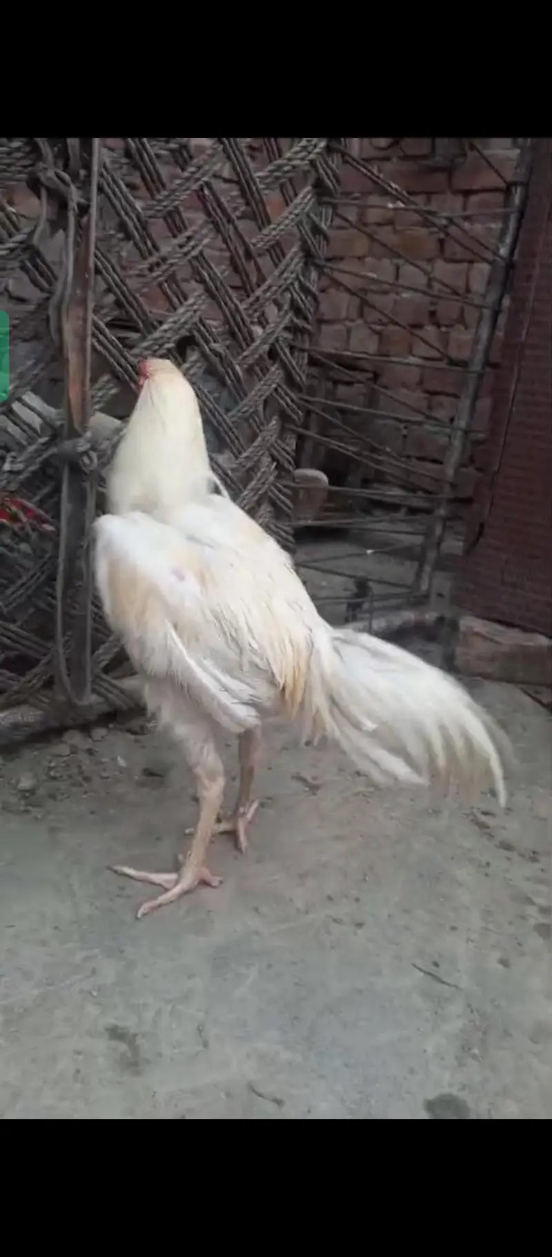 Hirra male for sale — photo 6