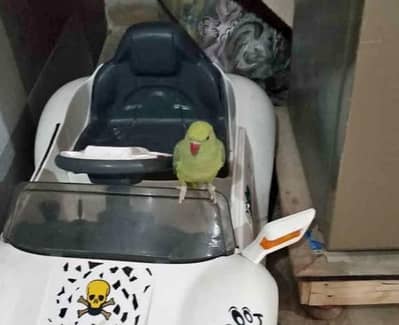 green parrot