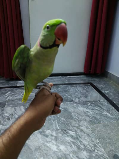 Best age for taming bird