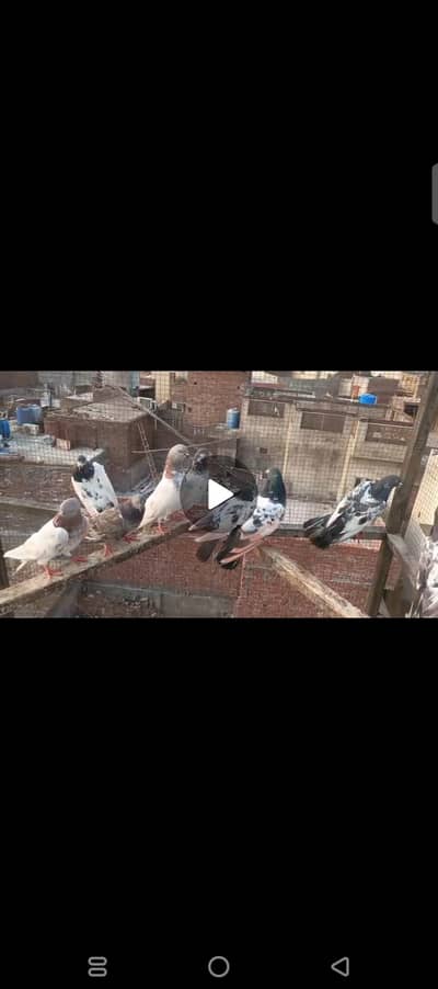 Mix Parwazi Kabotar For sale