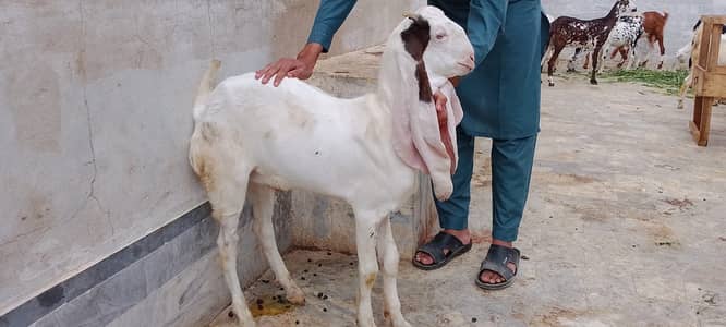 Healthy GULABI Bakra For Sale
