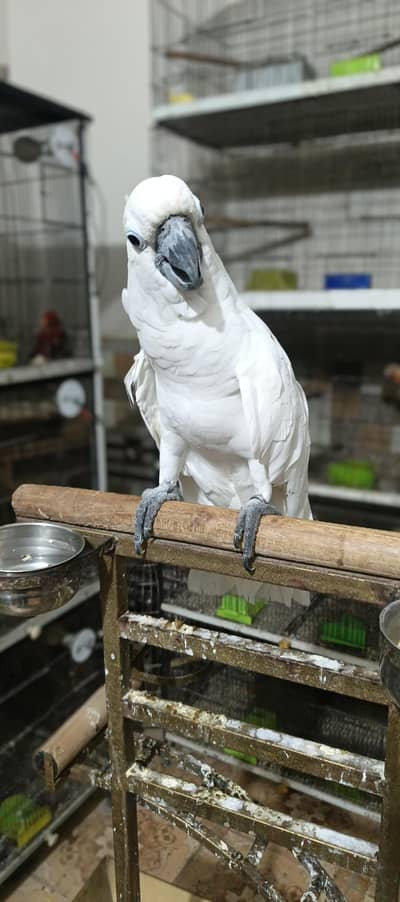 tritron cockatoo male blue gold female