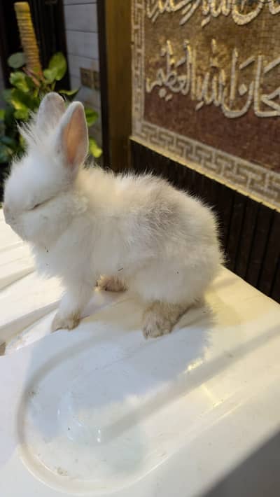 lion head dwarf rabbit