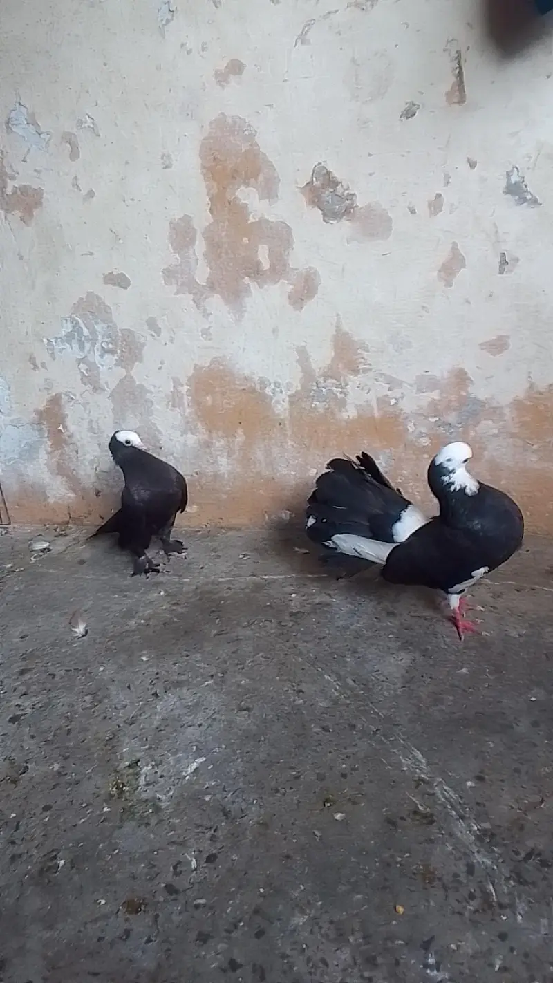 black tile pair king female santiant chick. s mukhi+laka 0312/496/21/95 — photo 3