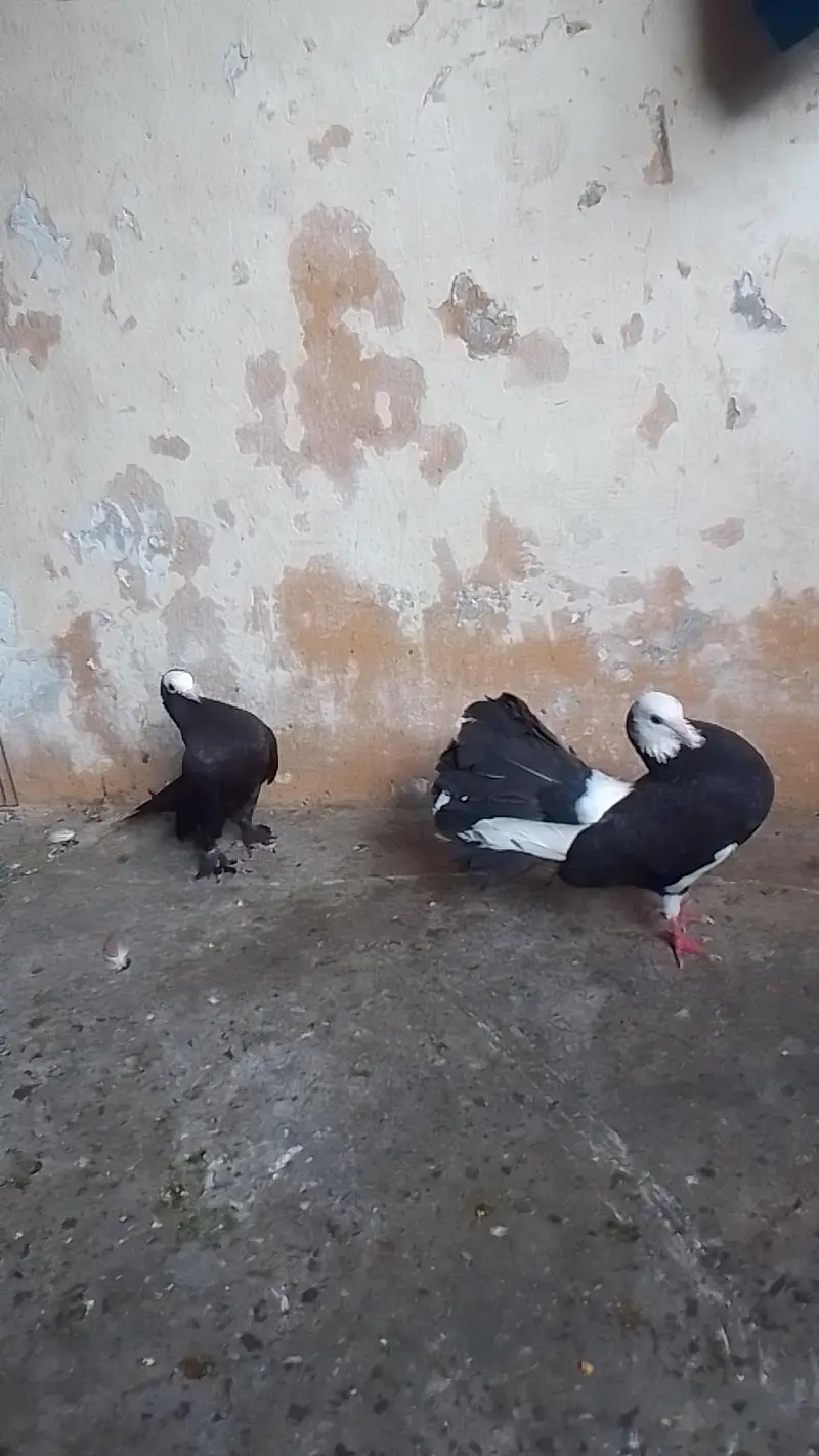 black tile pair king female santiant chick. s mukhi+laka 0312/496/21/95 — photo 4