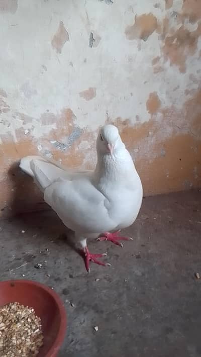 black tile female or king female read add fast  0312/496/21/95