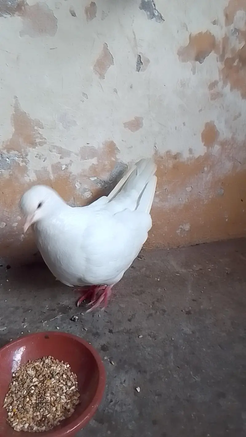 black tile pair king female santiant chick. s mukhi+laka 0312/496/21/95 — photo 6