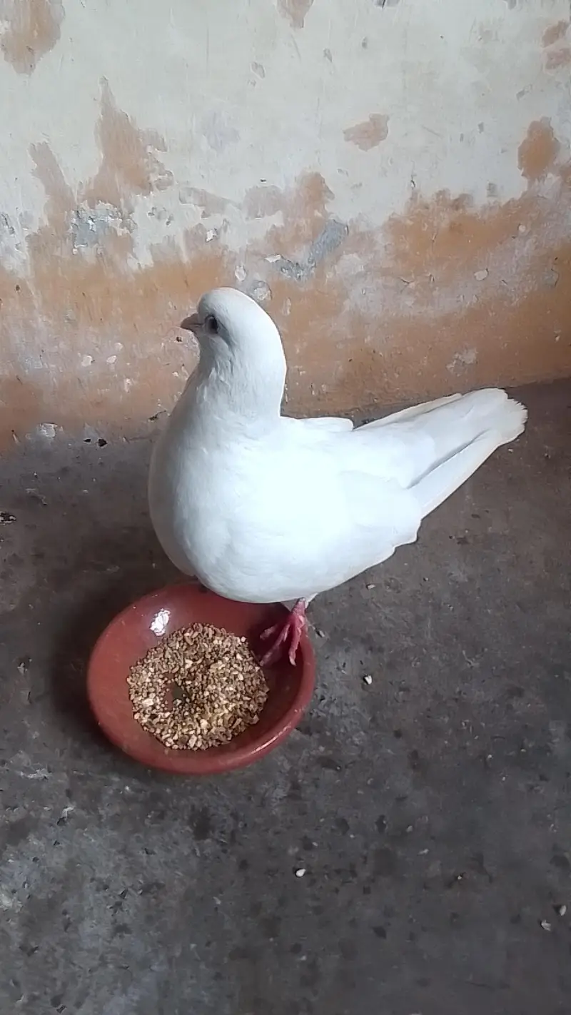 black tile pair king female santiant chick. s mukhi+laka 0312/496/21/95 — photo 7