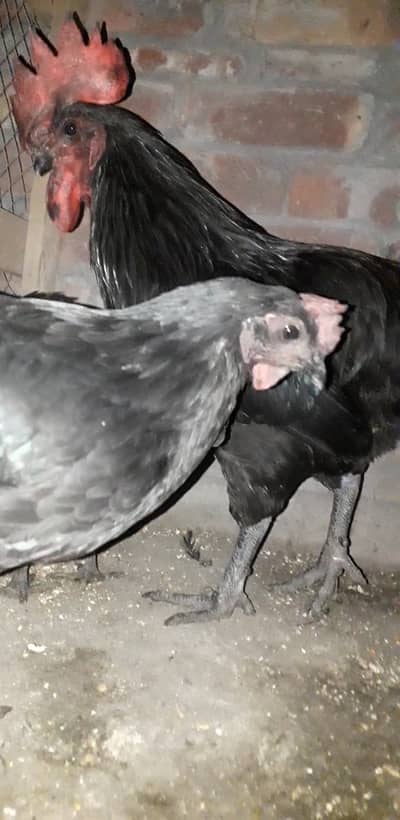 Australorp Heritage 1 Male 2 Female