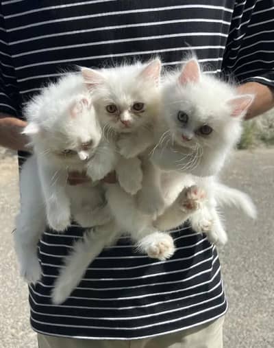 PERSIAN QUALITY KITTENS AVAILABLE