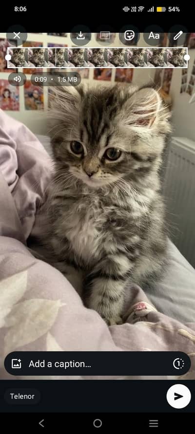 For Sale Persian Cats color Grey