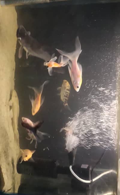 Aqurium with and accerices