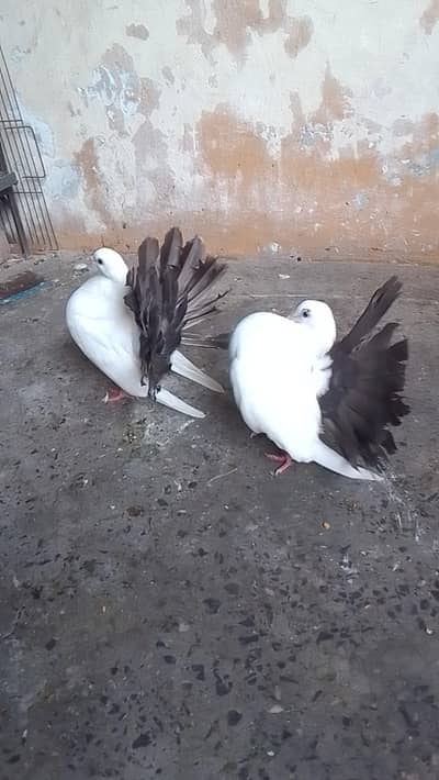 pair for sell read add fast  watsapp and call 0312/496/21/96