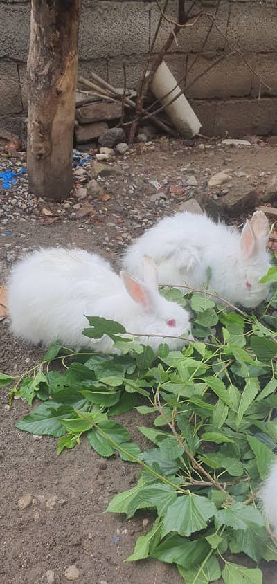 whaite culor Rabbits