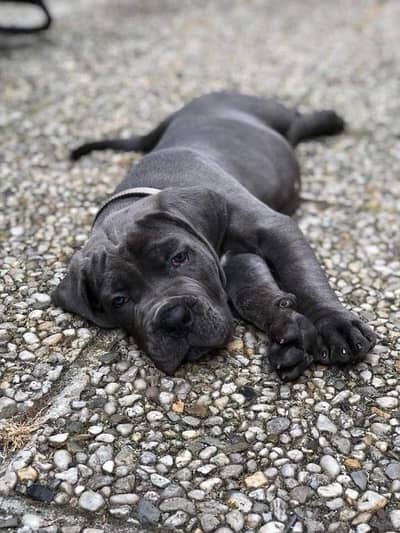 Cane Carso dog for sale  || top quality || dog for sale || puppies