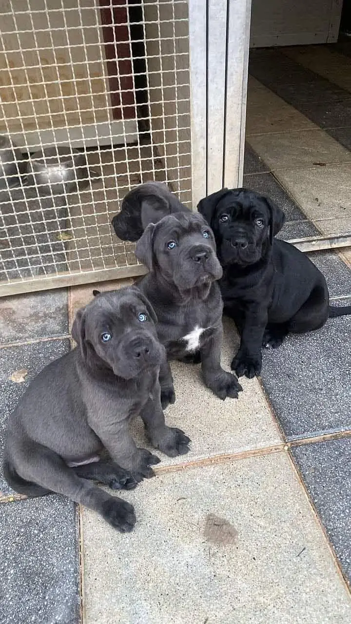 Cane Carso dog for sale  || top quality || dog for sale || puppies — photo 2