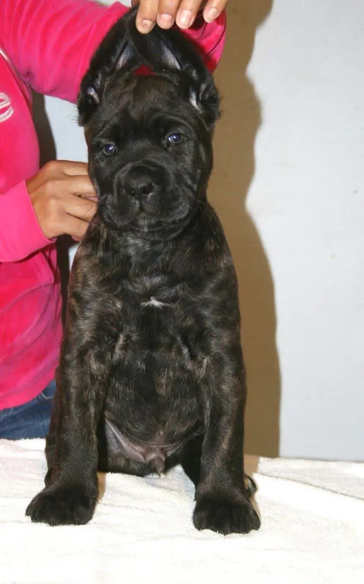 Cane Carso dog for sale  || top quality || dog for sale || puppies — photo 4