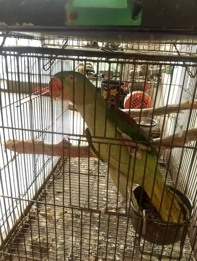 Raw full breeder female available 03247481235 whatsapp