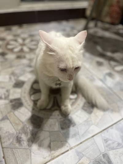 Dono cats seal karni ha