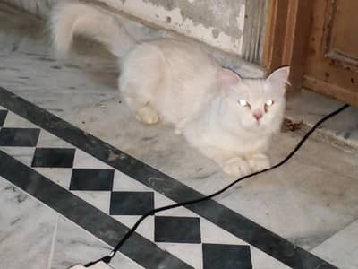 3coated Female cat