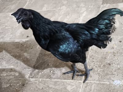 Ayam Cemani home Breed full healthy two rooster one hen