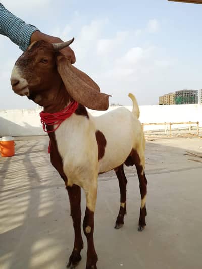 Beautiful Bakra Available For Sale