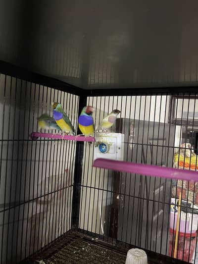 Goldian Finches