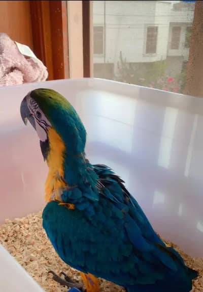 blue macaw parrot chips for sale 0318/4281/812