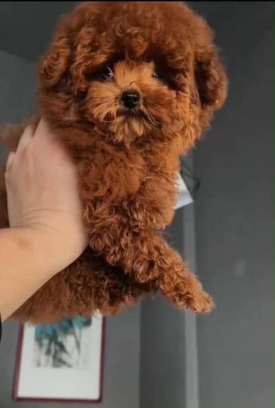 Poodle dog for sale || imported breed || Poodle puppies for sale