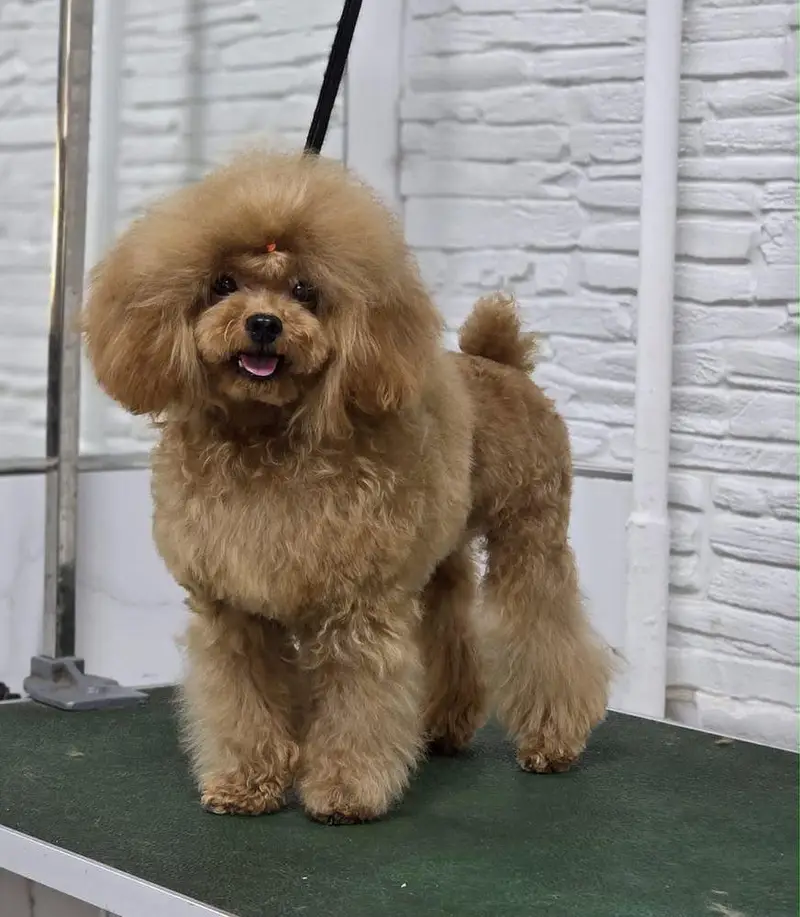 Poodle dog for sale || imported breed || Poodle puppies for sale — photo 3