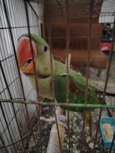 Raw parrot for sale