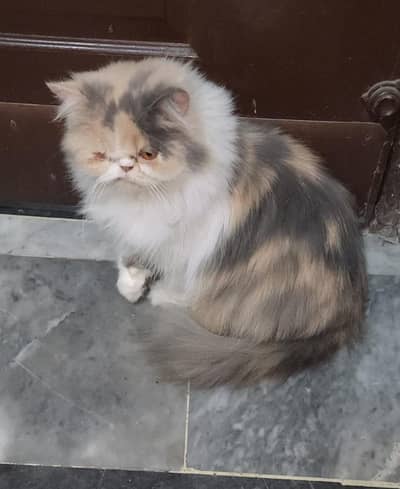 Persian cat calico