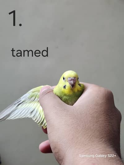Selling budgies chicks - 2 tame and 2 non tame