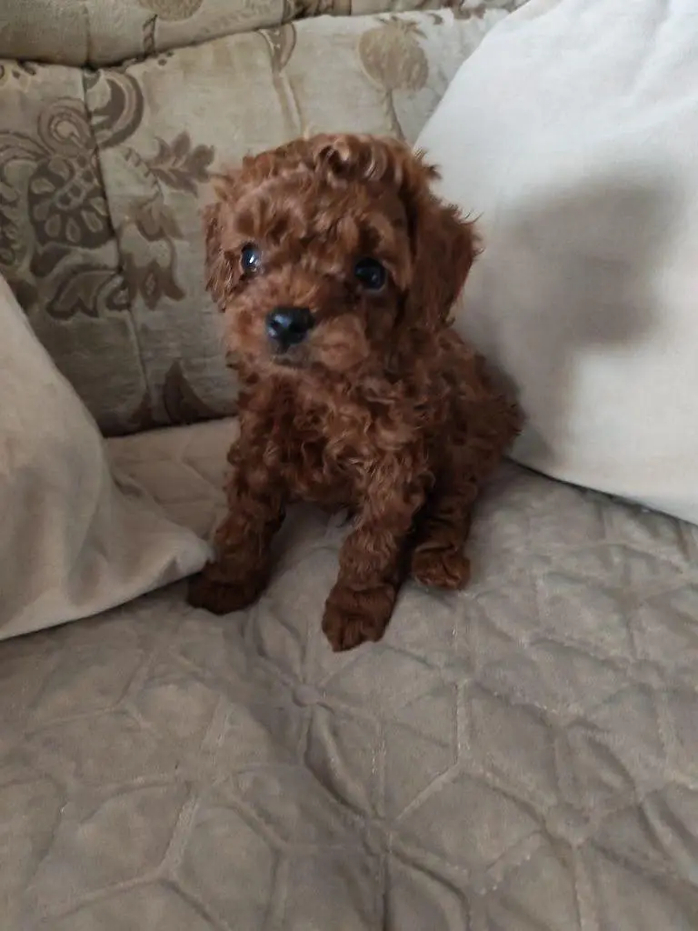 Poodle dog for sale || imported breed || Poodle puppies for sale — photo 2