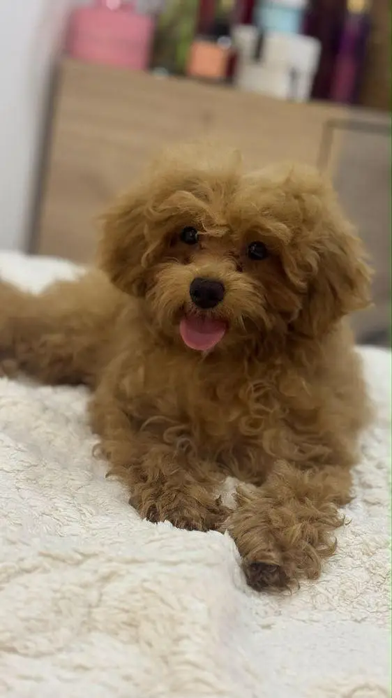 Poodle dog for sale || imported breed || Poodle puppies for sale — photo 4